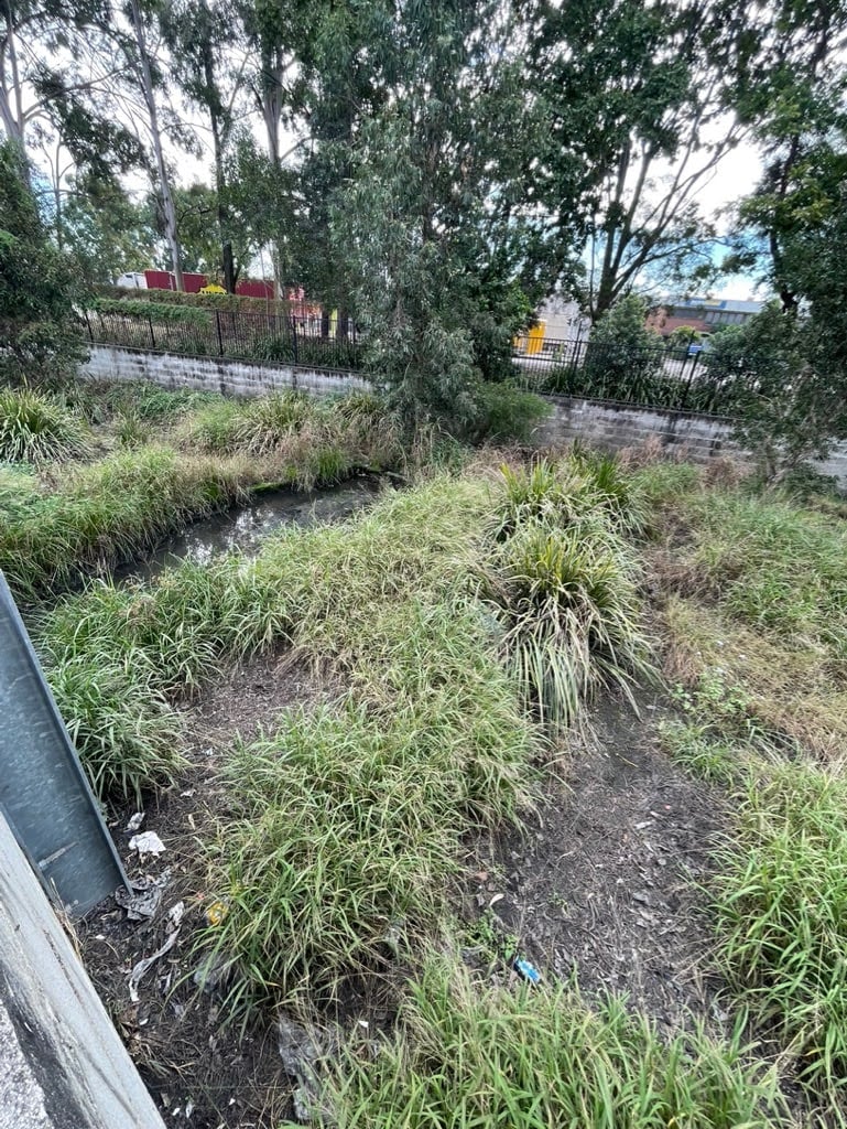 Lomandra longifolia