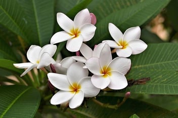 Franipani flowers