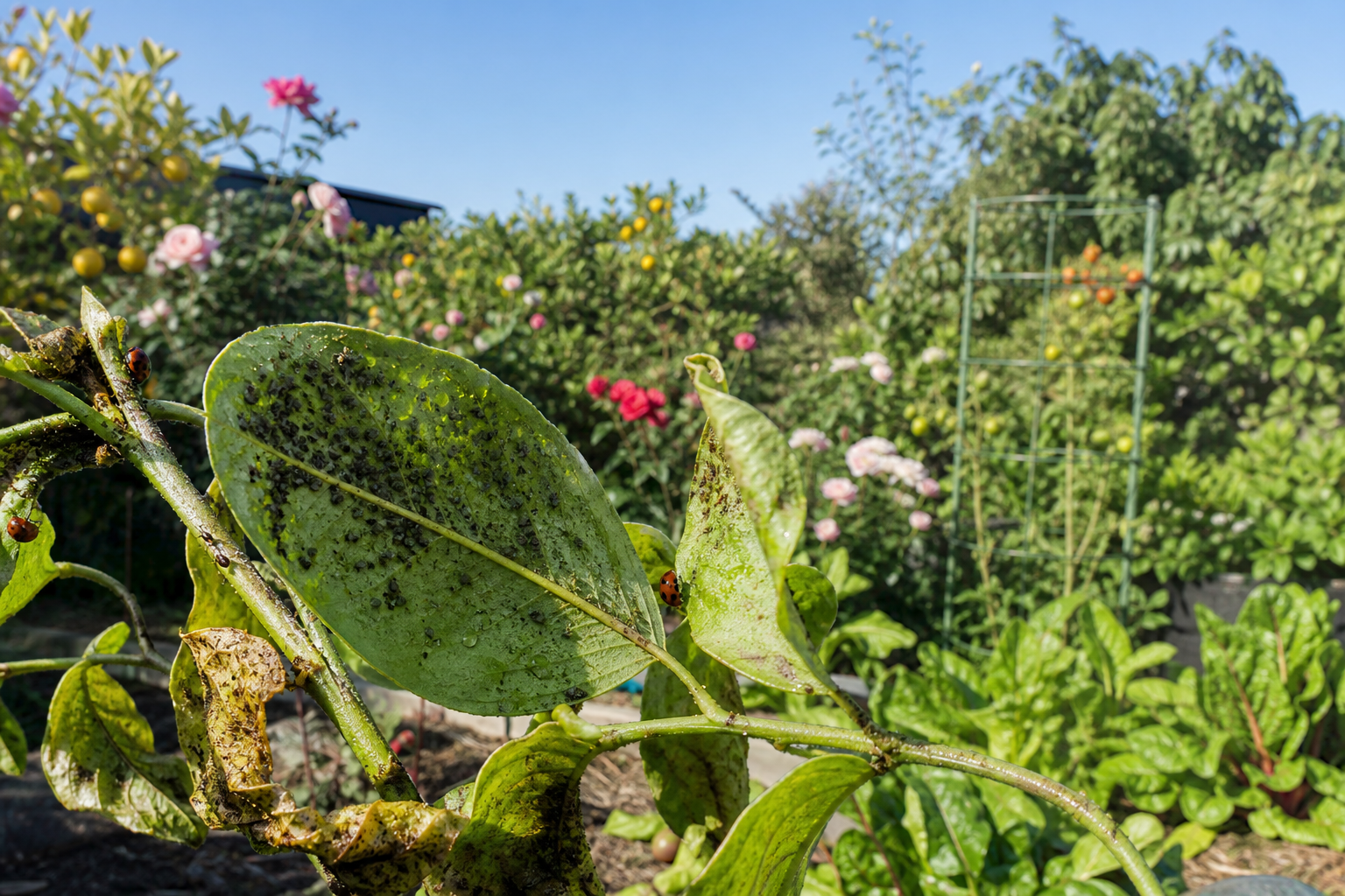 Understanding the Damage Caused by Aphids in SE Queensland
