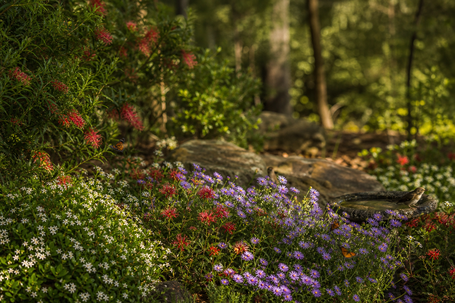 Groundcovers That Attract Bees, Butterflies, and Birds